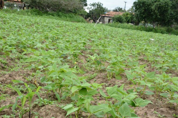 organicos feira de santana